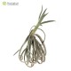 Tillandsia duratii