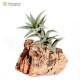 Tillandsia edithae silver form L