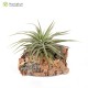 Tillandsia espinosae (Vriesea)