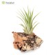 Tillandsia fasciculata x ionantha