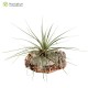 Tillandsia floribunda