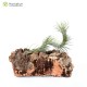 Tillandsia funckiana