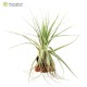 Tillandsia gardneri