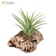 Tillandsia geminiflora