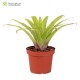 Tillandsia guatemalensis