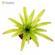 Tillandsia guatemalensis
