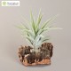 Tillandsia harrisii (Grande)