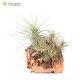 Tillandsia heteromorpha