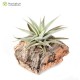 Tillandsia hondurensis