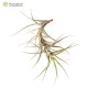 Tillandsia incarnata