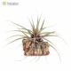 Tillandsia incurva