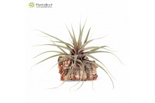 Vriesea incurva