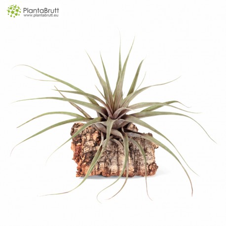 Tillandsia incurva