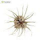 Tillandsia incurva