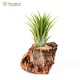 Tillandsia ionantha Druid