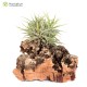 Tillandsia ionantha Mexico