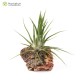 Tillandsia Joel (bulbosa x  ionantha)