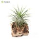 Tillandsia ionantha var. ionantha