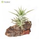 Tillandsia ionantha var. vanhyningii