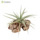 Tillandsia ixioides