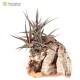 Tillandsia jonesii