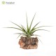 Tillandsia jucunda