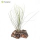 Tillandsia juncea