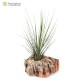 Tillandsia juncifolia