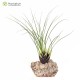 Tillandsia kirchhoffiana L
