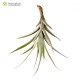 Tillandsia latifolia var. divaricata