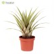 Tillandsia lautneri