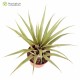Tillandsia lautneri