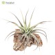 Tillandsia leonamiana M