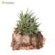 Tillandsia loliacea