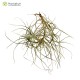 Tillandsia mallemontii