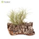 Tillandsia marconae