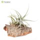 Tillandsia mitlaensis var. tulensis