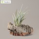 Tillandsia mitlaensis