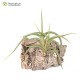 Tillandsia myosura