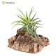 Tillandsia neglecta