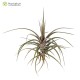 Tillandsia novakii