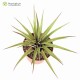 Tillandsia orogenes