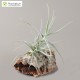 Tillandsia paleacea