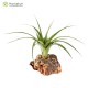Tillandsia polystachia