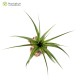 Tillandsia polystachia