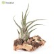 Tillandsia pruinosa