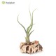 Tillandsia pseudobaileyi