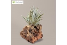Tillandsia pueblensis