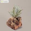 Tillandsia pueblensis