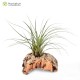 Tillandsia punctulata